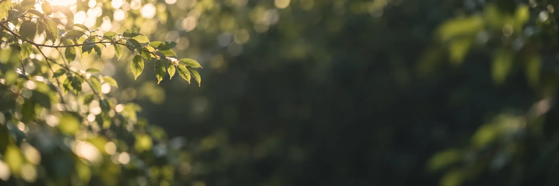 柔焦绿色枝叶与晨光